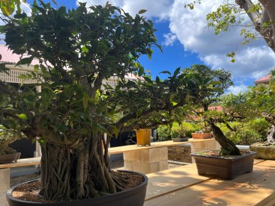 CELEBRATING 57 YEARS OF DIPLOMATIC PARTNERSHIP: THE BONSAI! BONSAI! EXHIBITION UNVEILED AT THE BARBADOS MUSEUM & HISTORICAL SOCIETY.