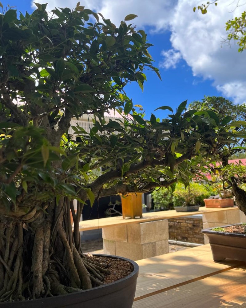CELEBRATING 57 YEARS OF DIPLOMATIC PARTNERSHIP: THE BONSAI! BONSAI! EXHIBITION UNVEILED AT THE BARBADOS MUSEUM & HISTORICAL SOCIETY.
